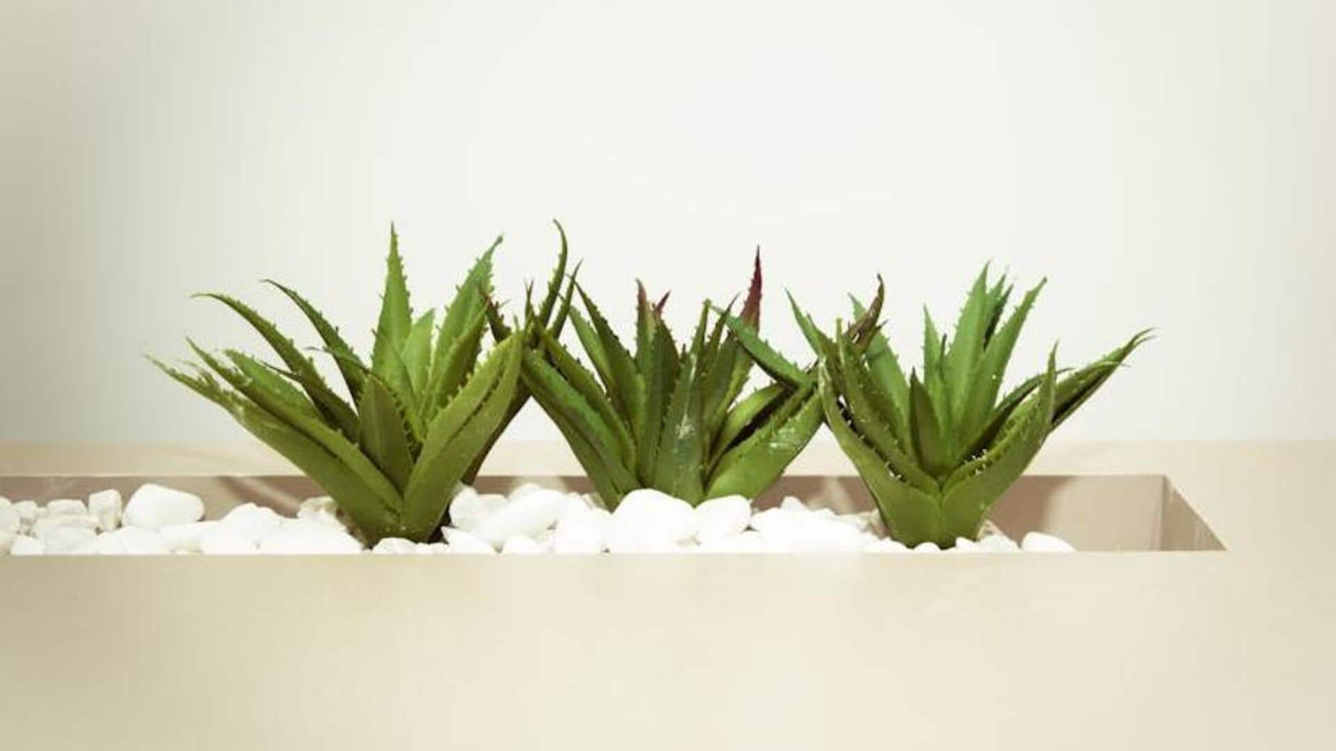 Growing aloe vera in upcycled containers at home