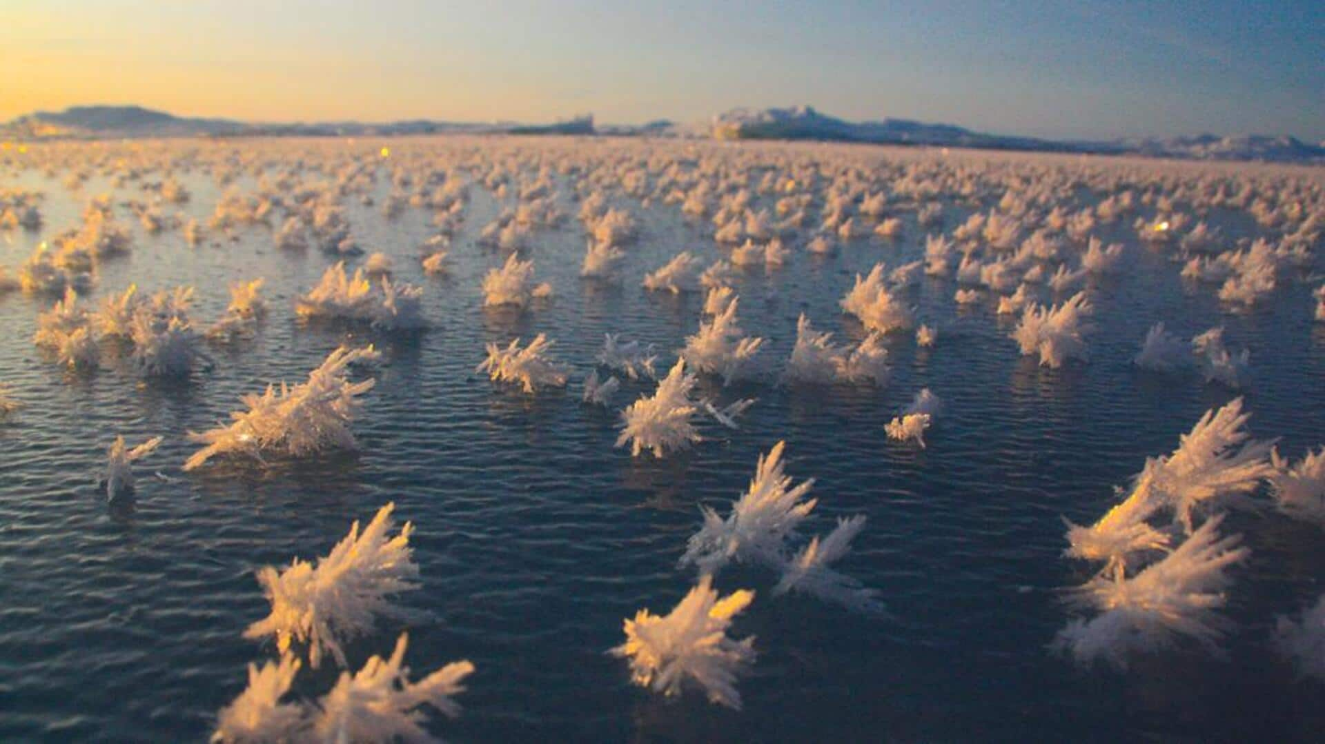 Frost flowers hunting: Arctic ice phenomena