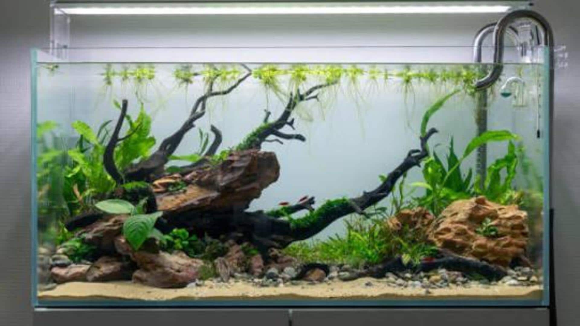 Don't discard aquarium water! Try these ideas instead