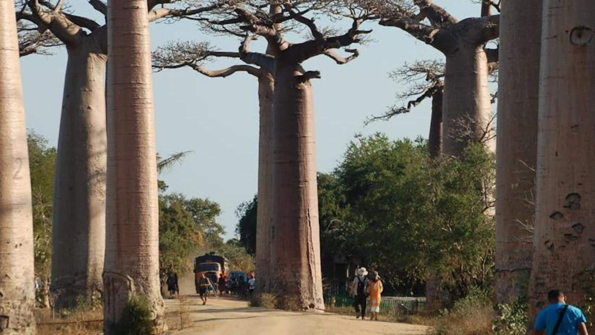 Madagascar's unique wildlife encounters