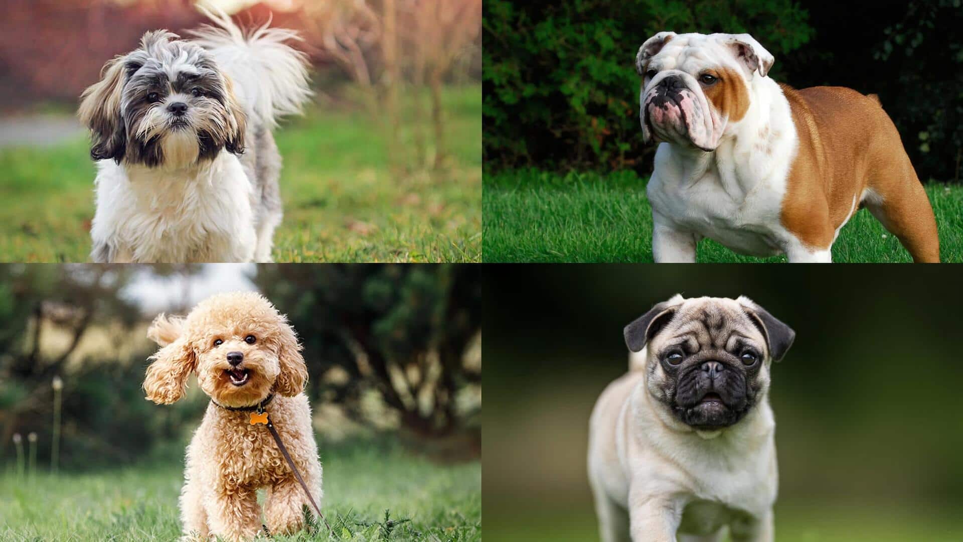 Dog breeds that are perfect for small apartments 