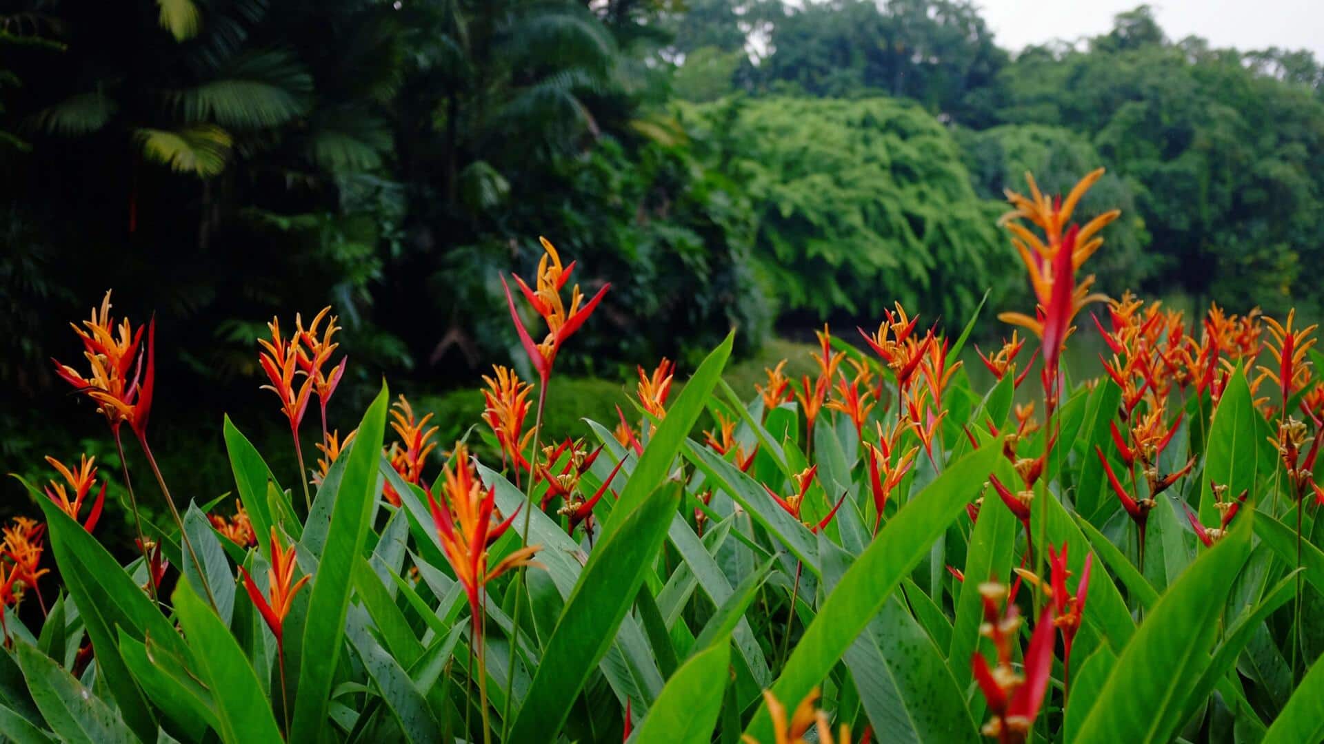 How to grow heliconia at home How to grow heliconia at home