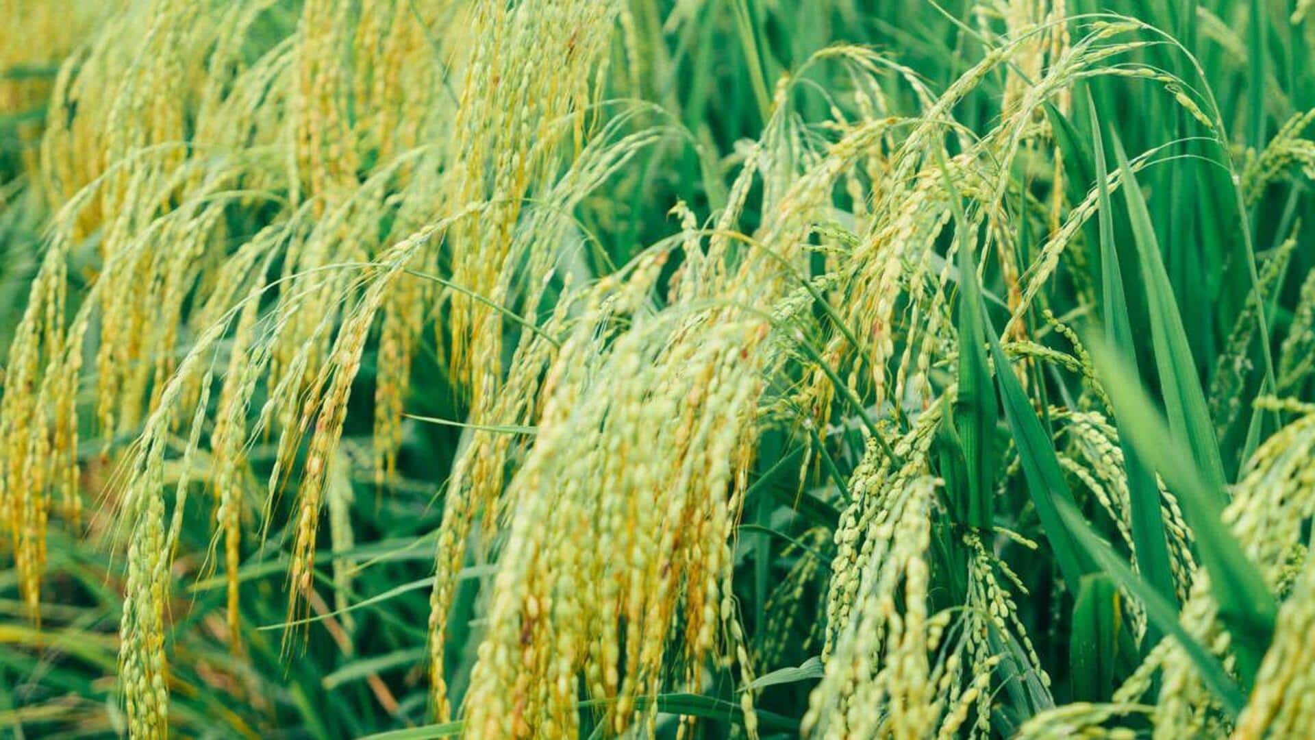 5 crops that thrive in humid conditions