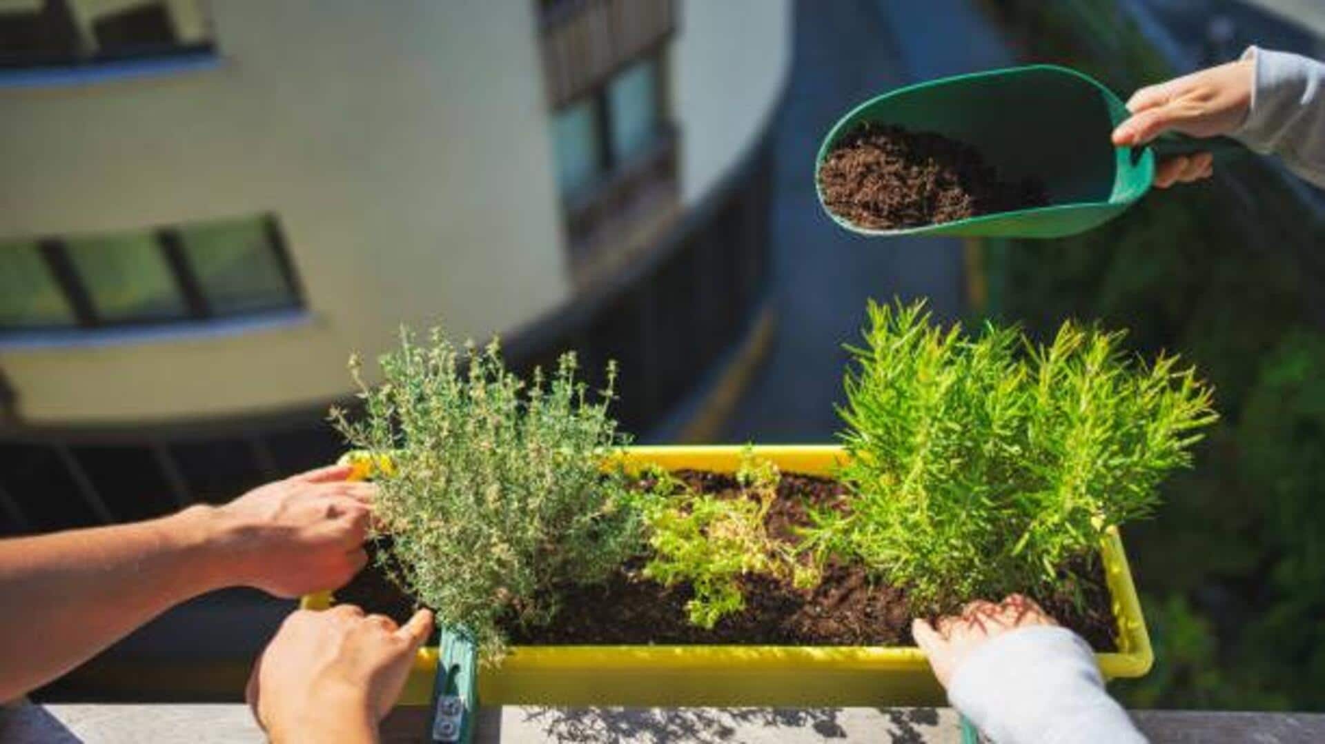 How to grow thyme in containers