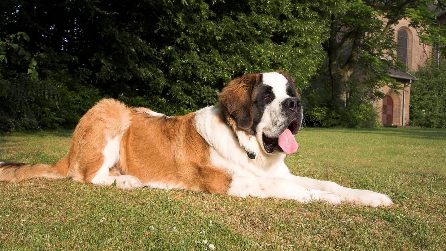 5 of the strongest dog breeds in the world