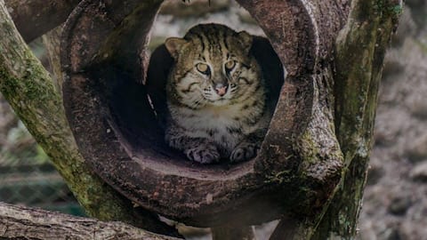 Essential facts about India's aquatic hunter: The fishing cat 