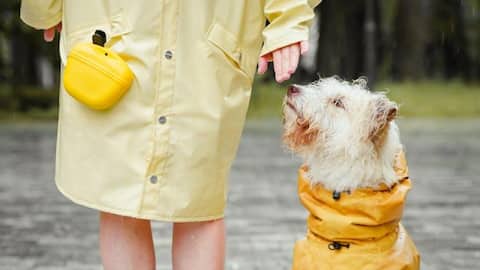How to keep your dog safe while walking in rain