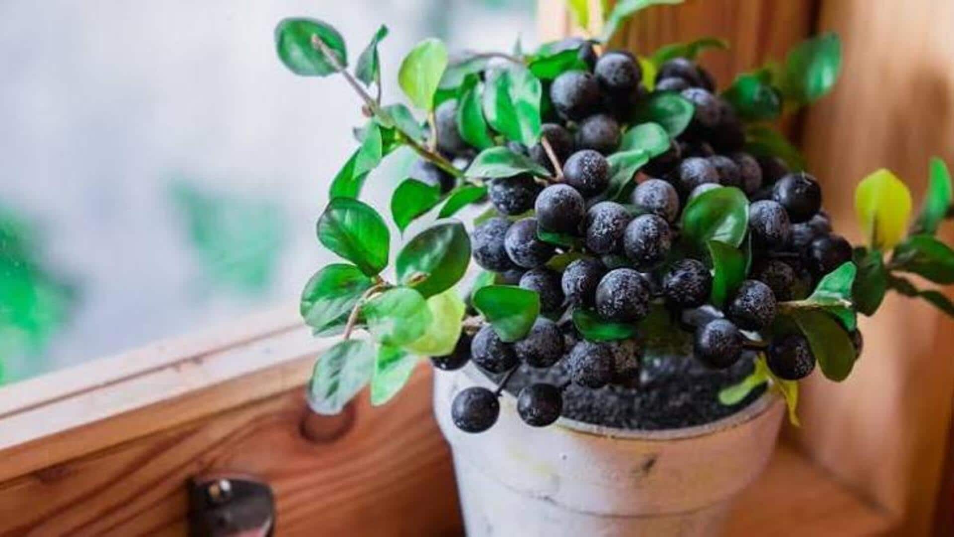 How to grow blueberries in pots