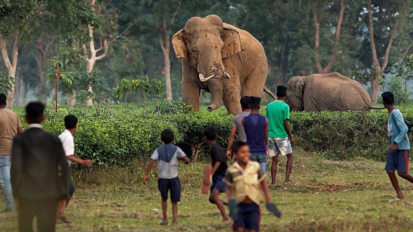 There are plans to fit radio collars on marauding elephants There are plans to fit radio collars on marauding elephants