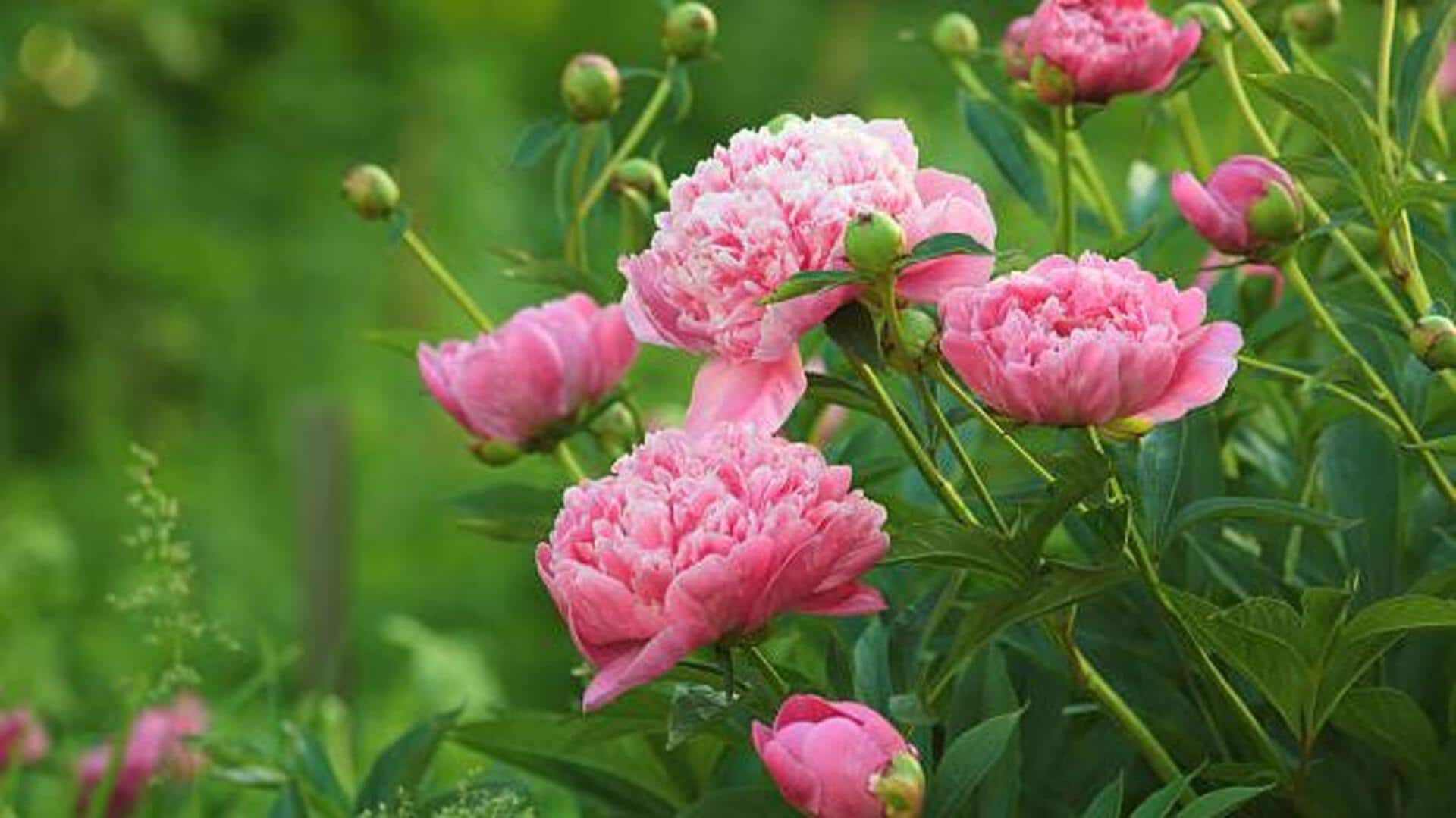 How to grow peonies at home