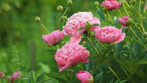 How to grow peonies at home
