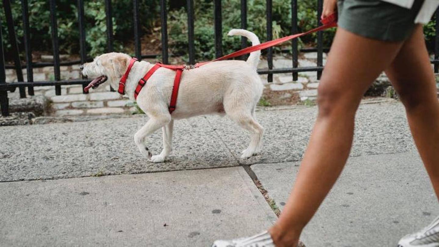 Foster a pet to enjoy a morning and evening walk Foster a pet to enjoy a morning and evening walk