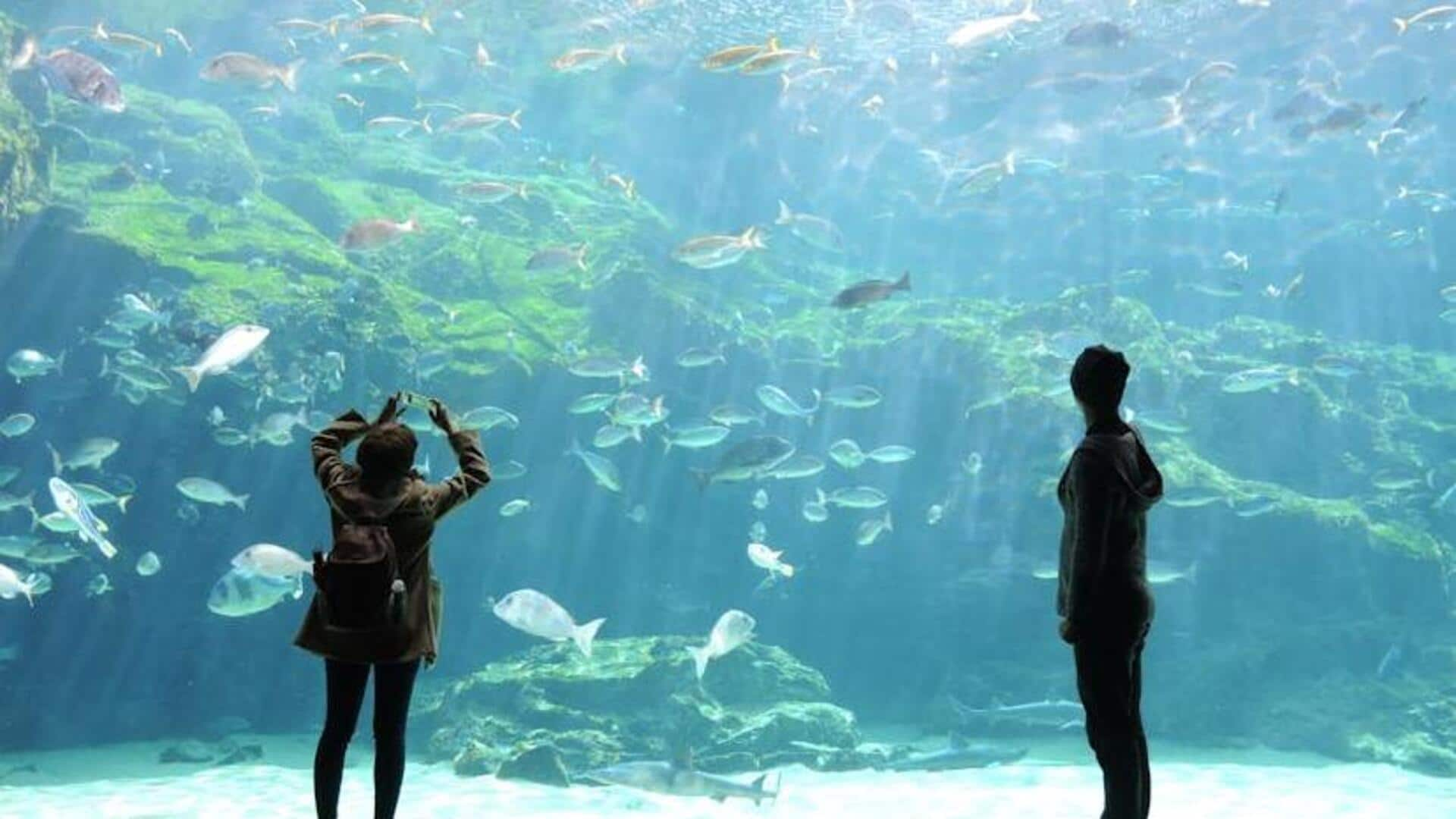 The dos and don'ts of visiting a public aquarium