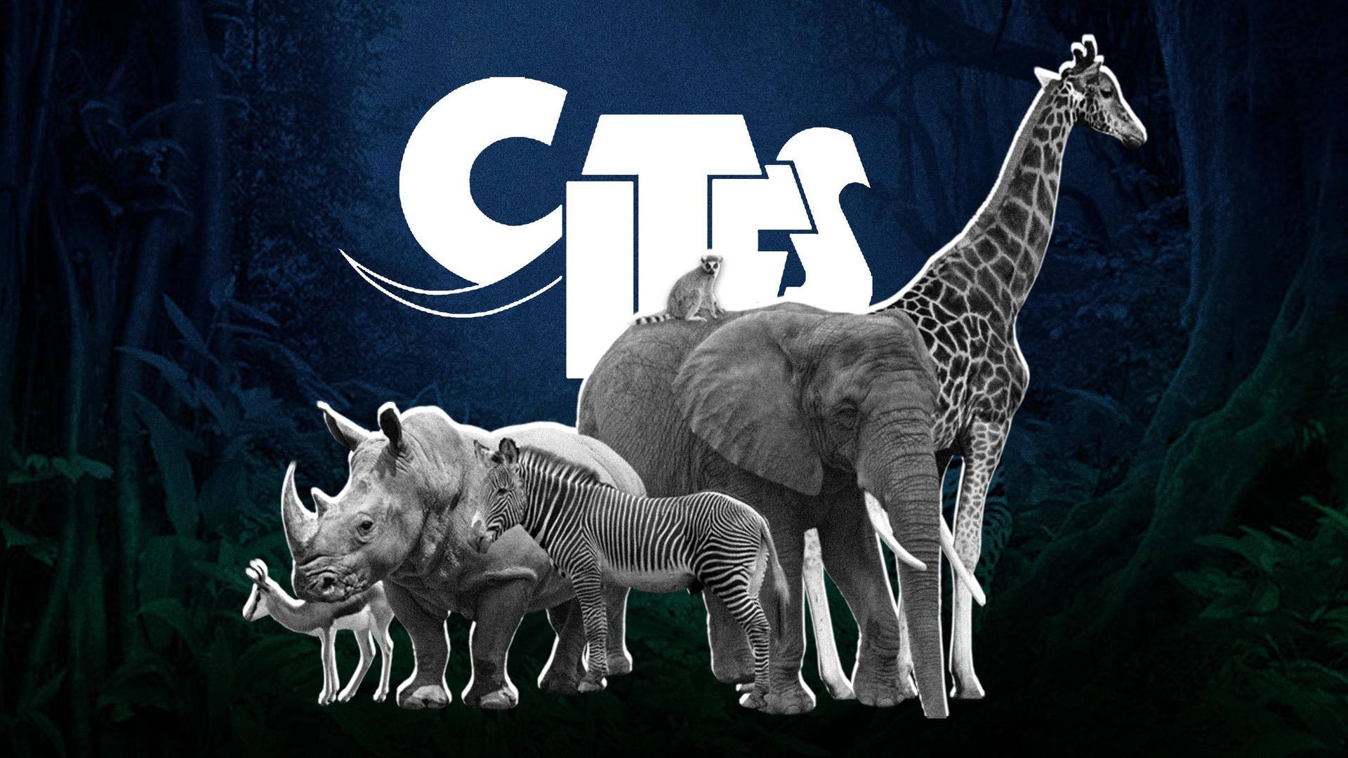 World Wildlife Day 2023: Role of CITES and India's contribution