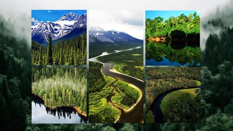 Greenest nations: Countries with the largest forest cover