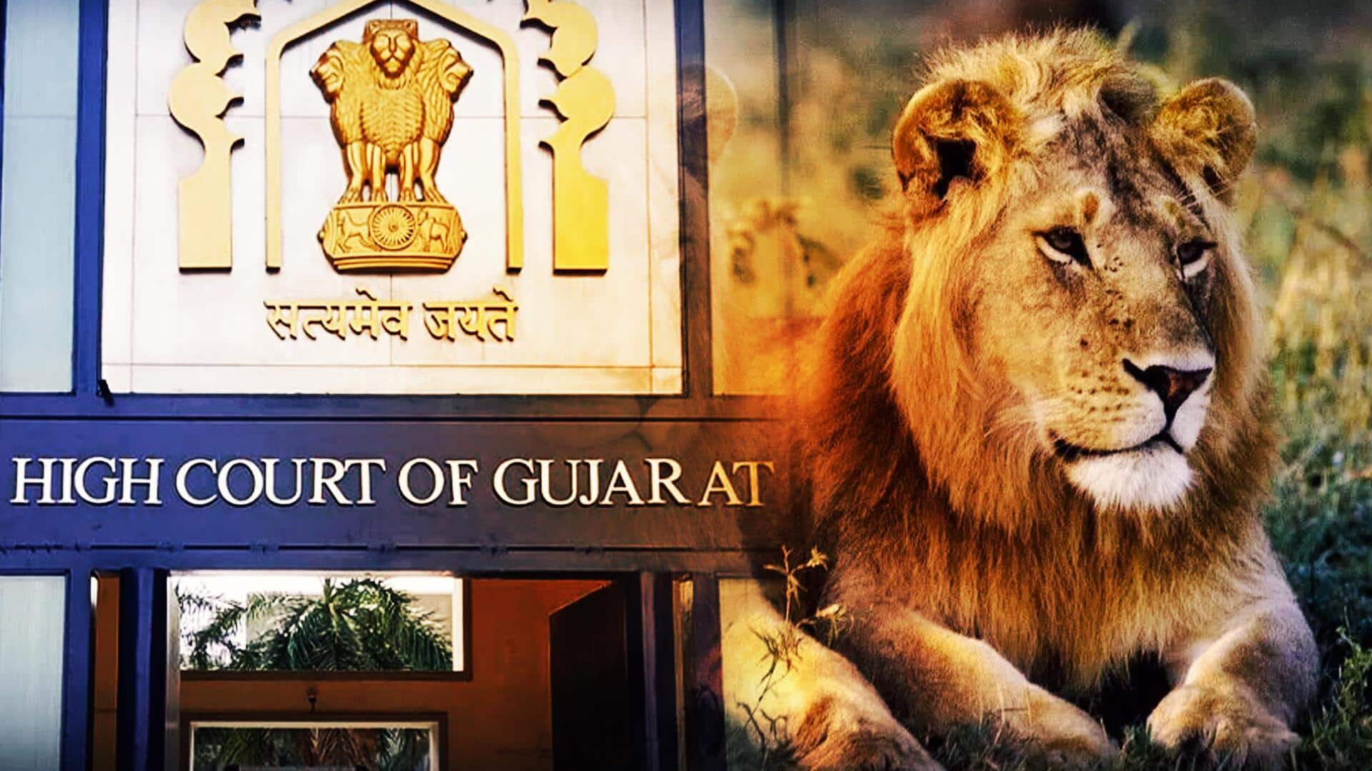 Gujarat HC pulls up Indian Railways over lion deaths