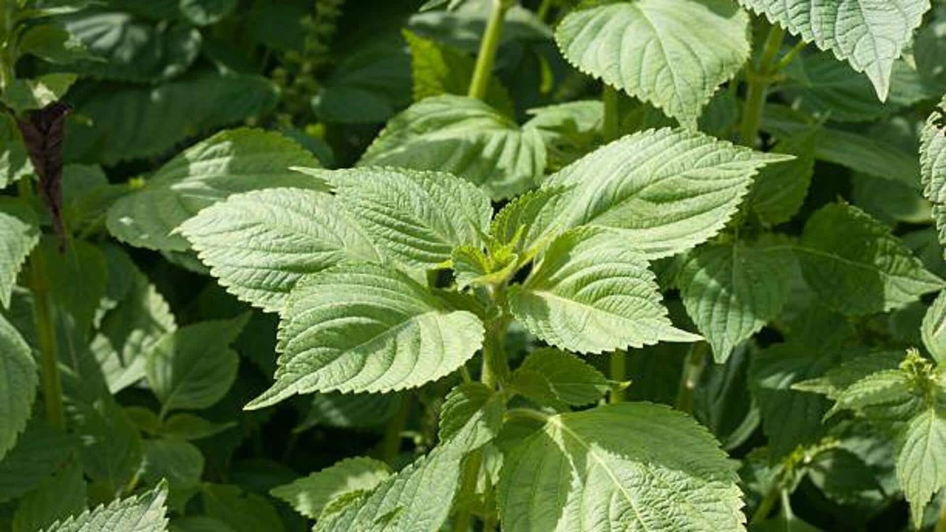 Sesame leaves: Nutrition, culinary uses, and more