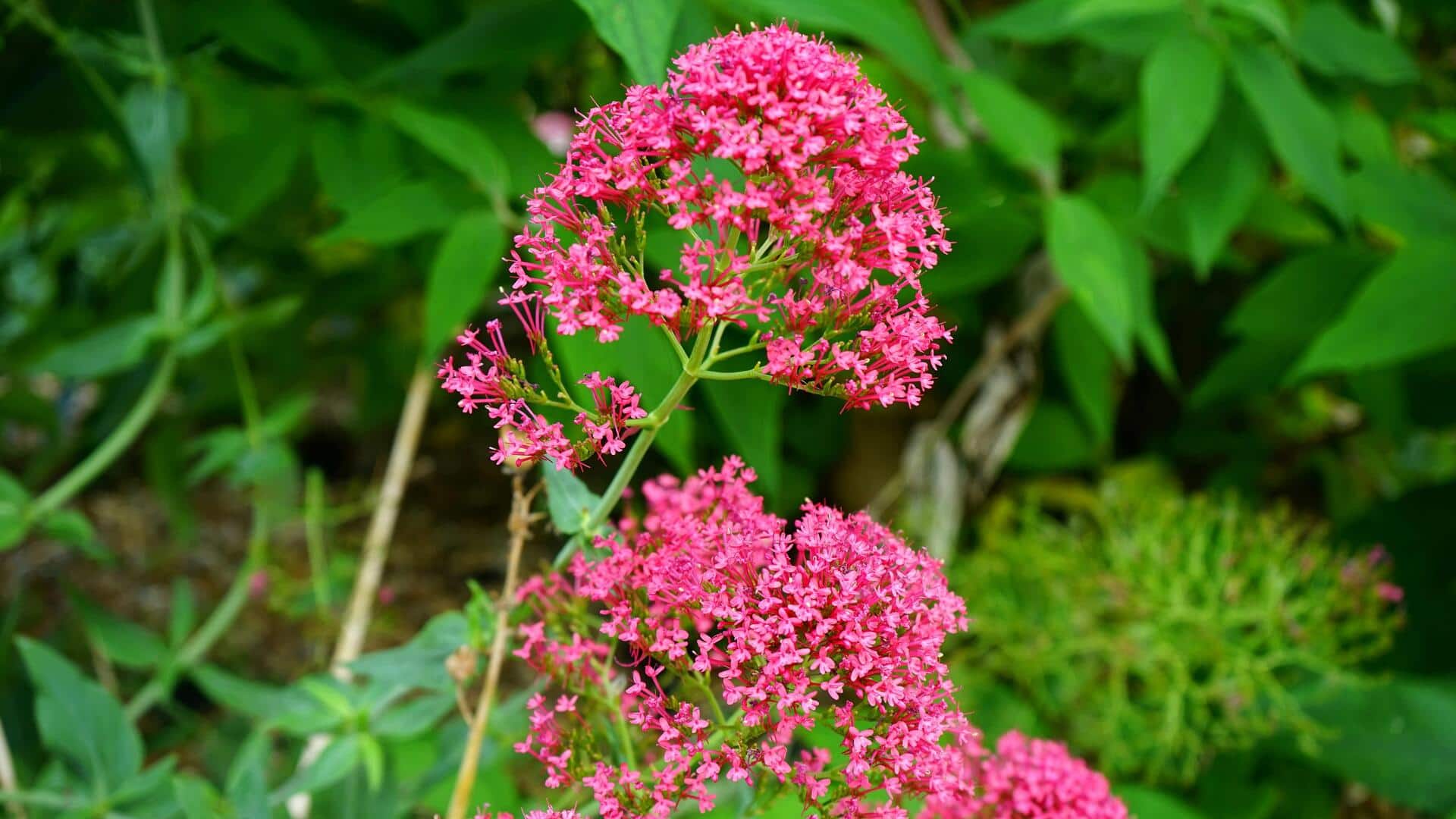 How to grow valerian at home