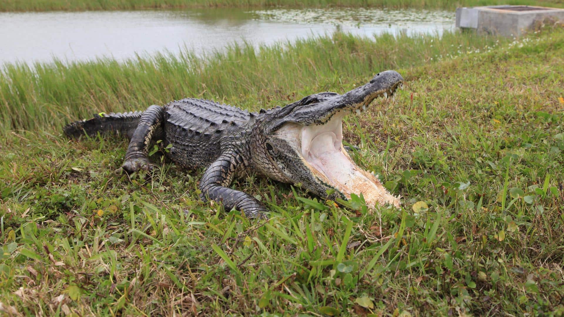 First-ever 'virgin birth' found in crocodile species: Know scientific significance