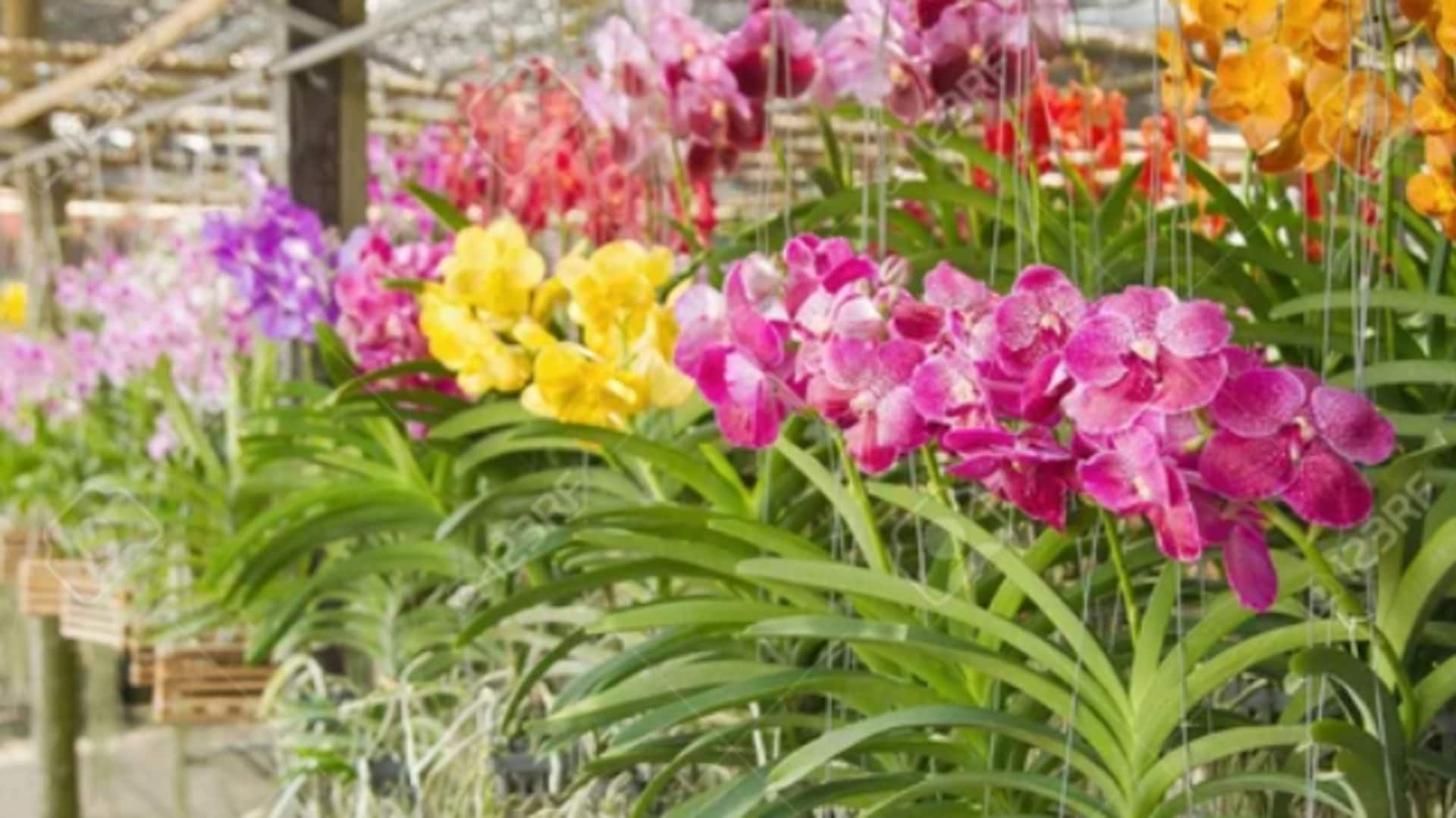 Essential tips for thriving orchid plants