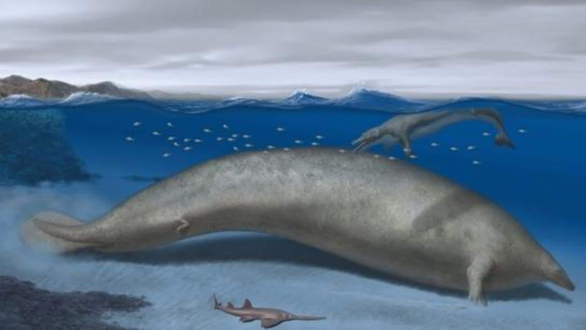 Ancient whale in Peruvian desert may be heaviest animal ever