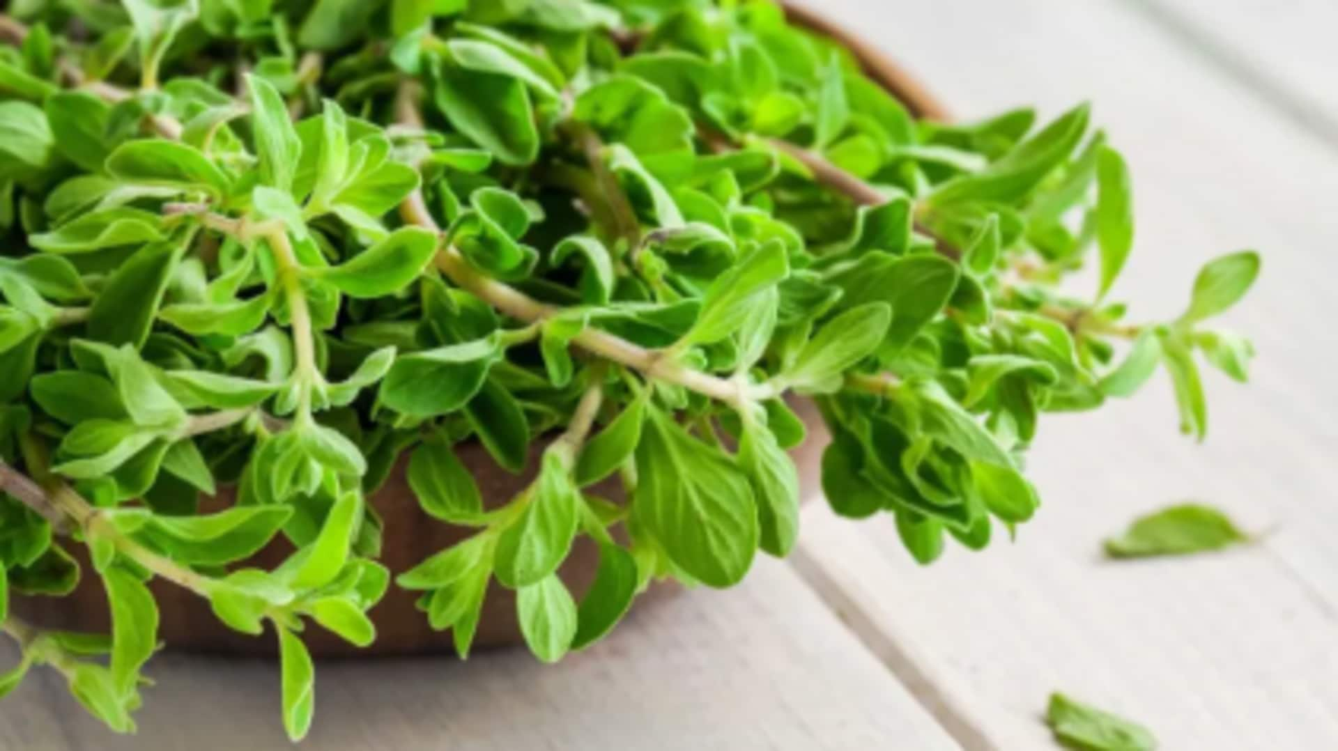 Growing sweet marjoram in hanging window boxes