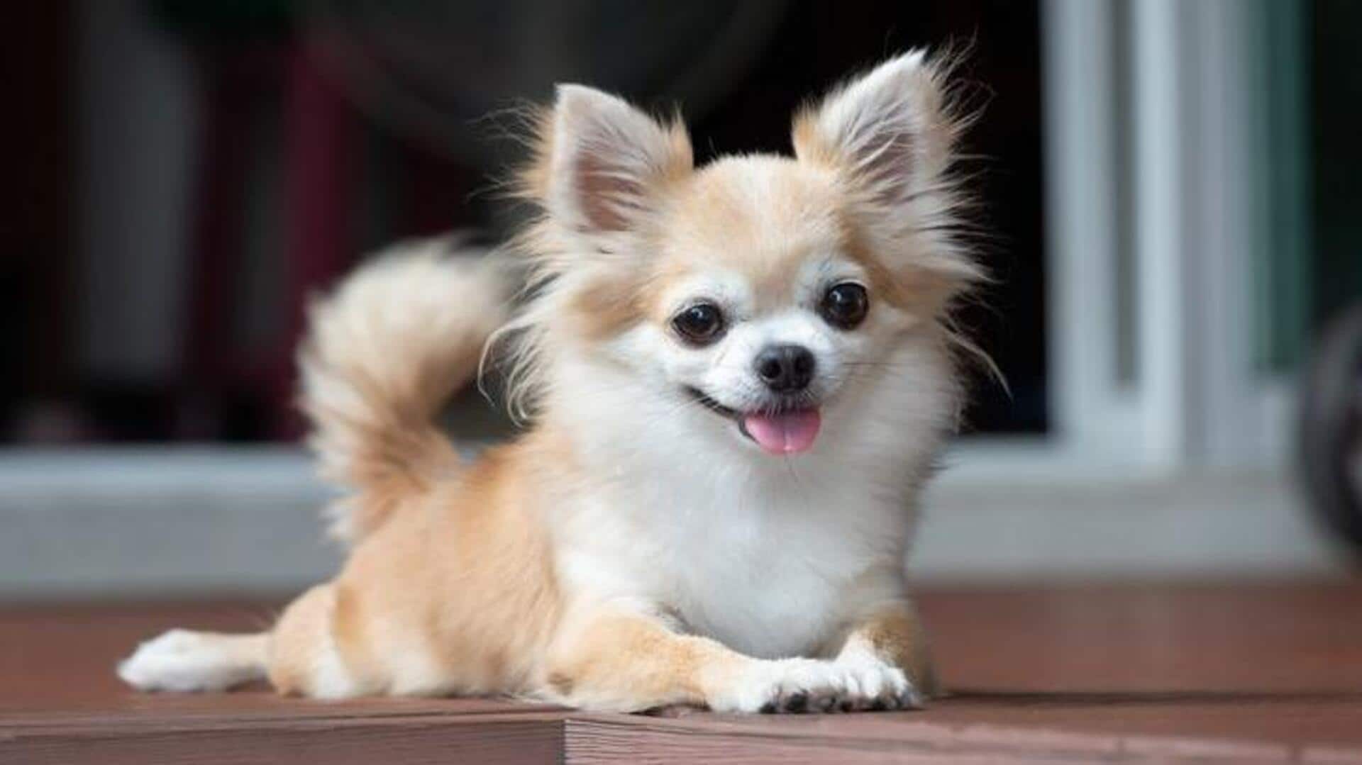 How to train a Chihuahua: Follow these tips