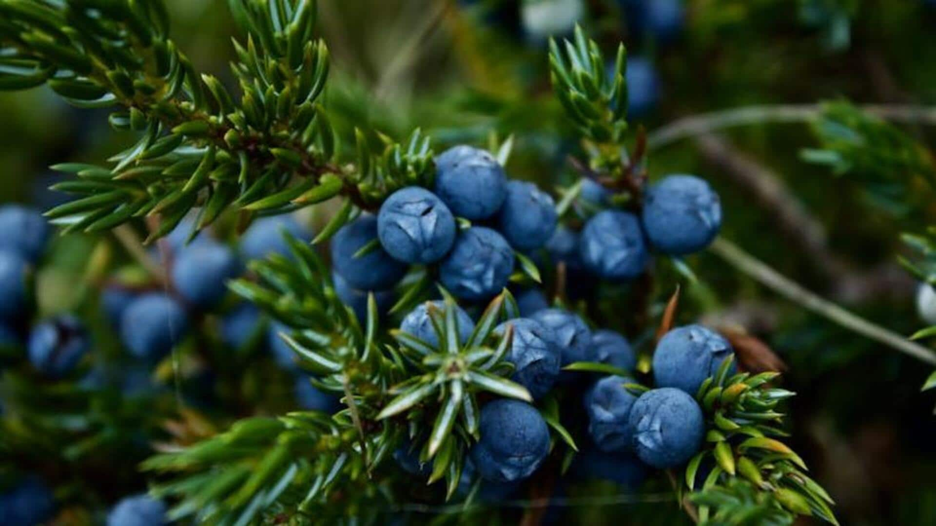 Unveiling juniper berries' natural antiseptic qualities