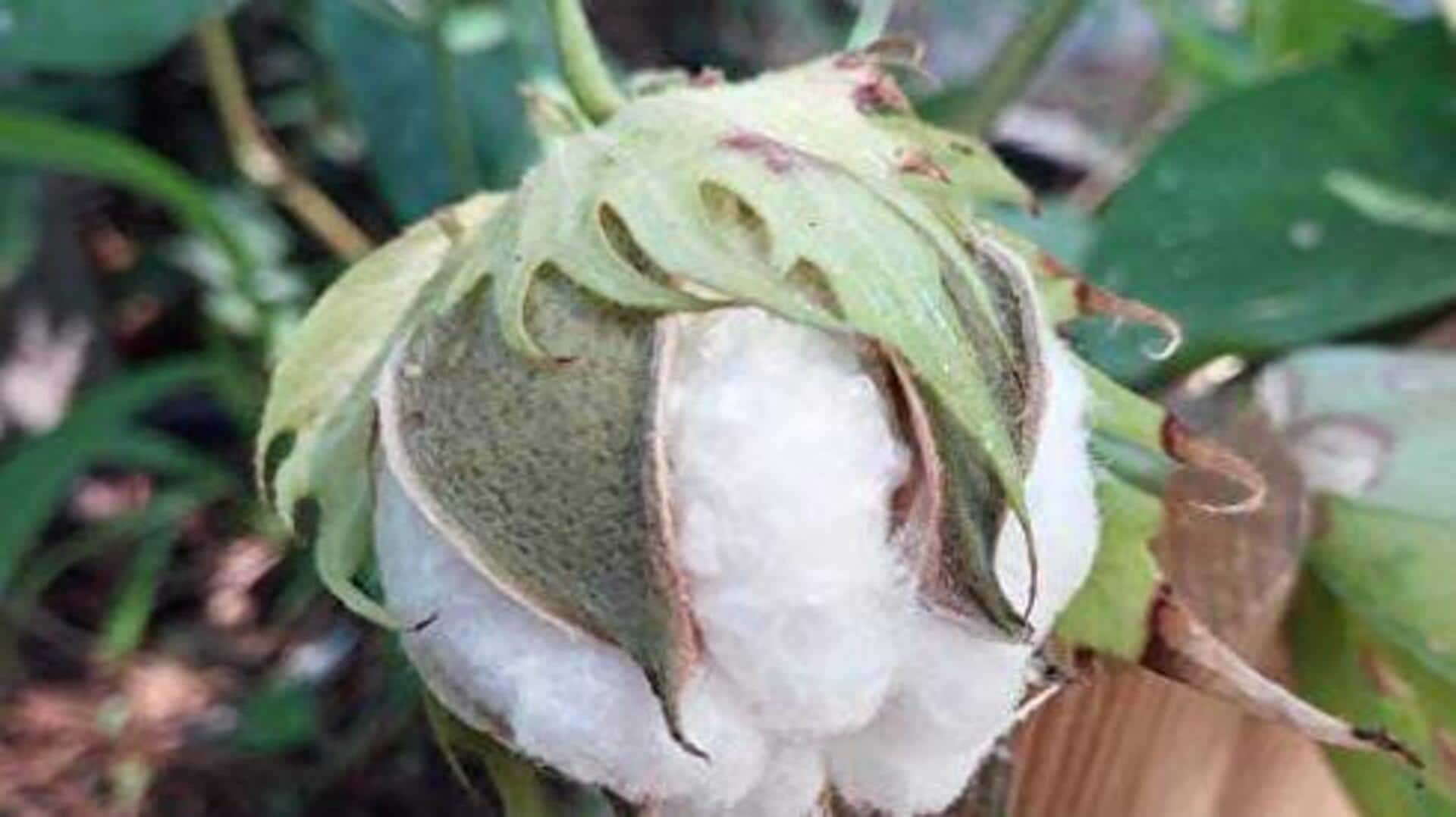 Cultivating fluffy cotton plants indoors