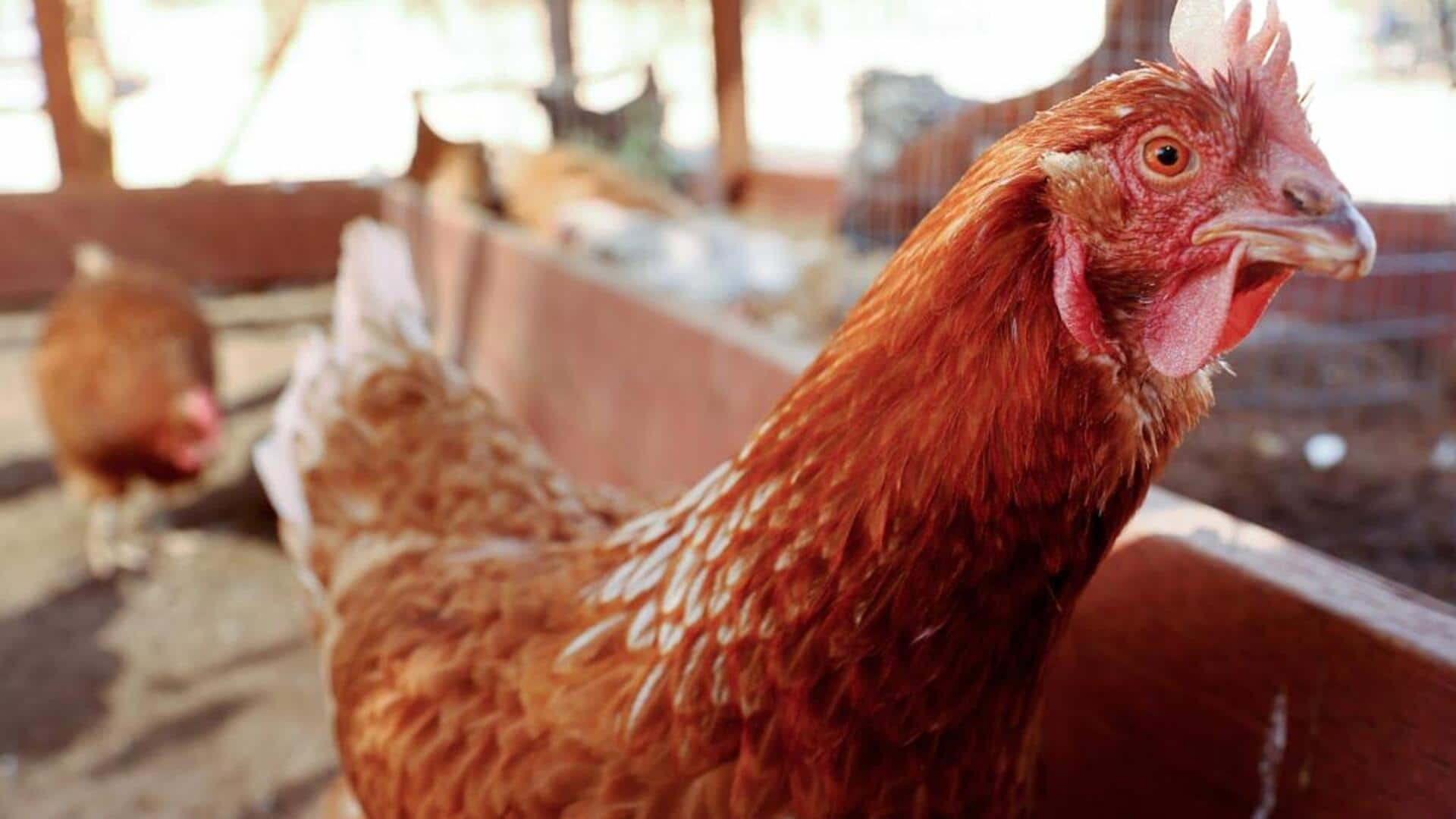 Bird flu mutating could cause pandemic 'worse than COVID-19': Expert 