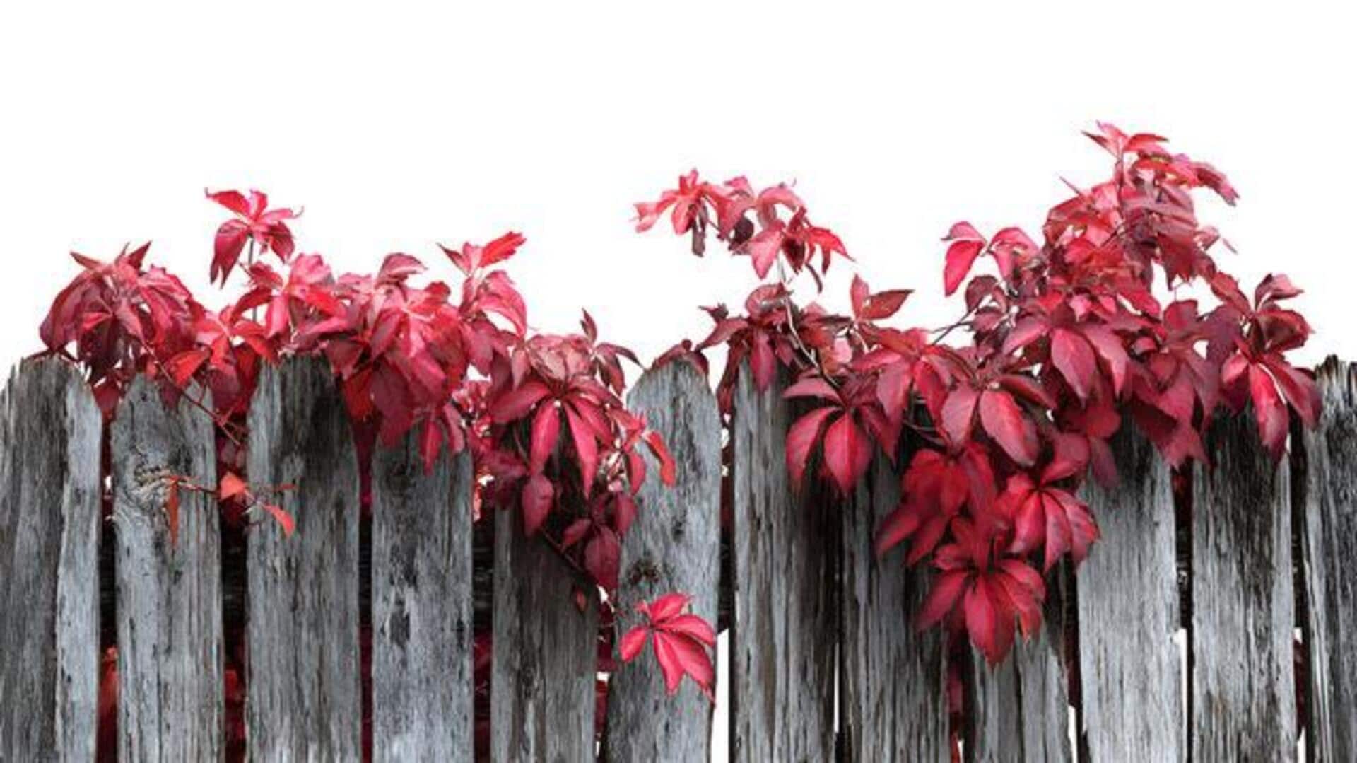 5 climbing supports for indoor vining plants