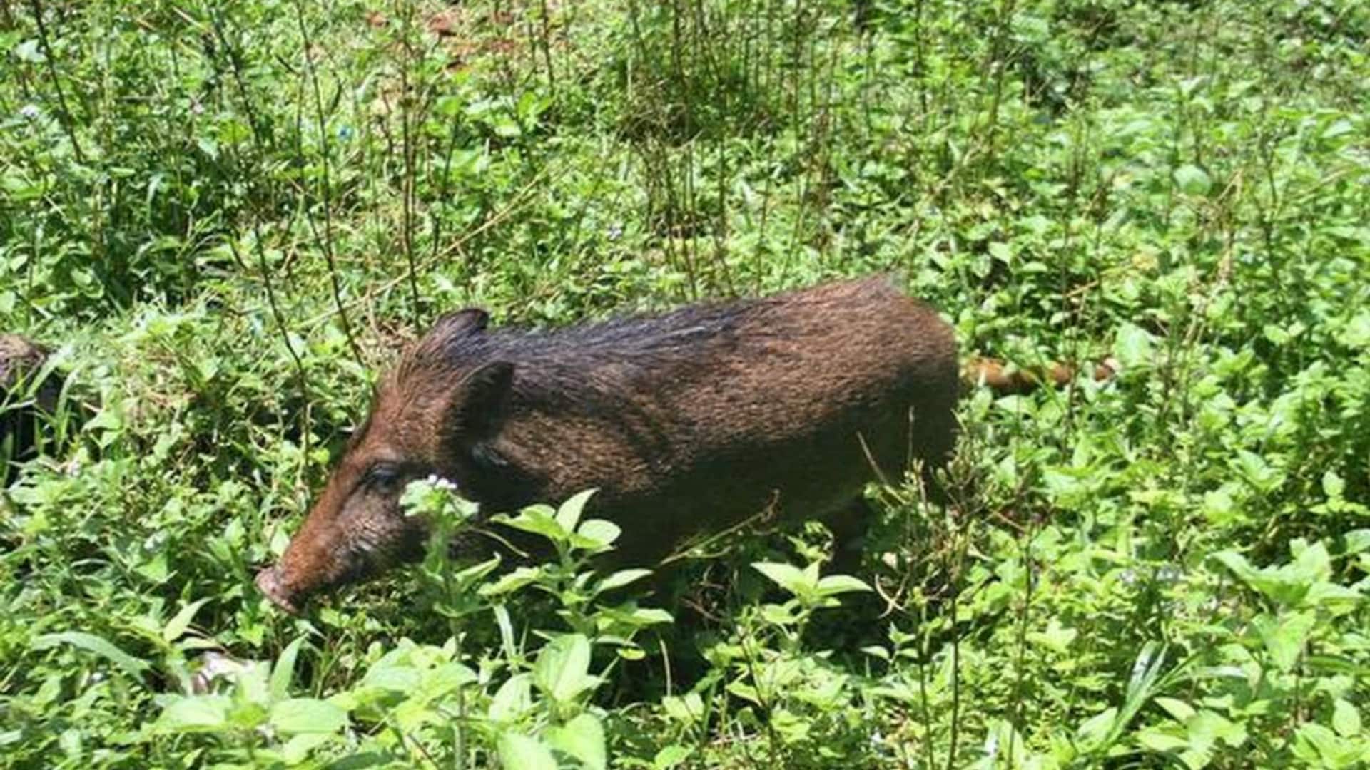 Kerala extends controlled wild boar culling order for another year