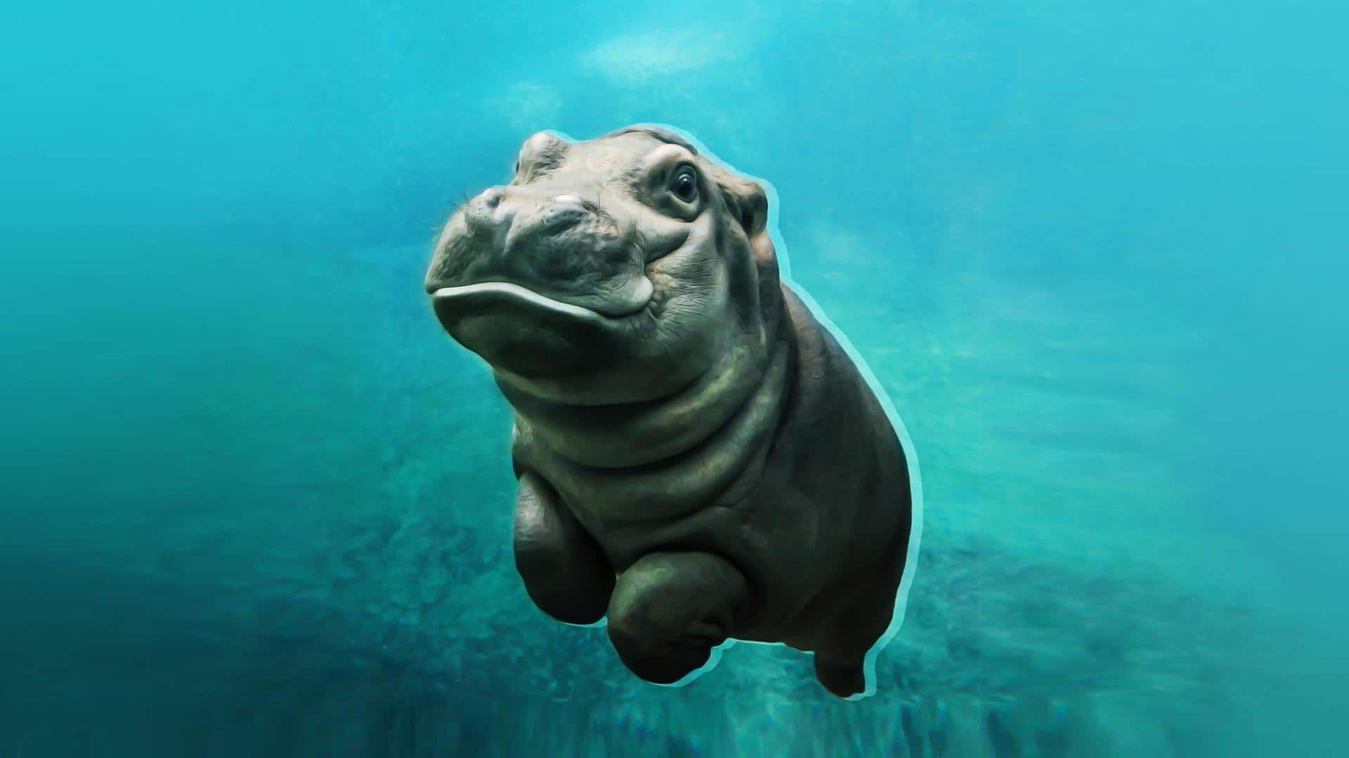 World Hippo Day: 5 interesting facts about these fascinating creatures