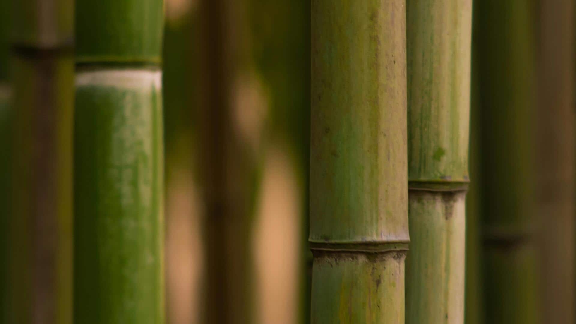 5 Assamese bamboo shoot recipes you need to try