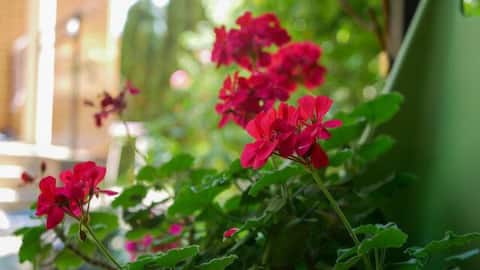 Geranium: A herb valued in natural wellness