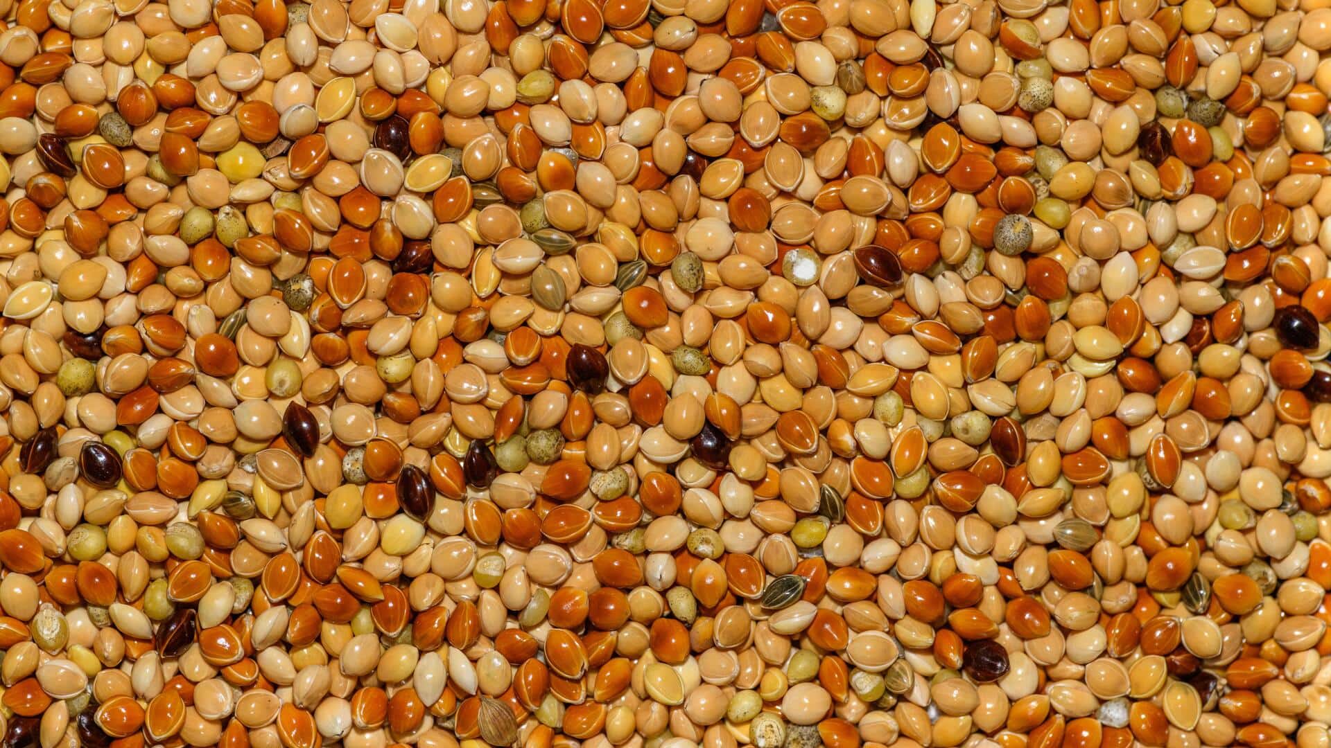 Thinking of replacing millet? Try sorghum