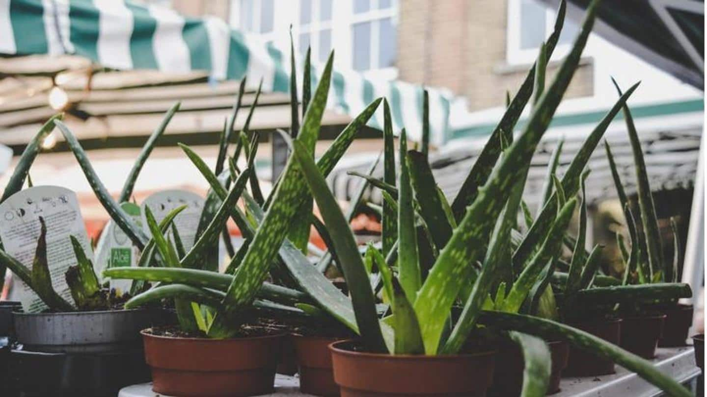 5-must-have-plants-for-your-home