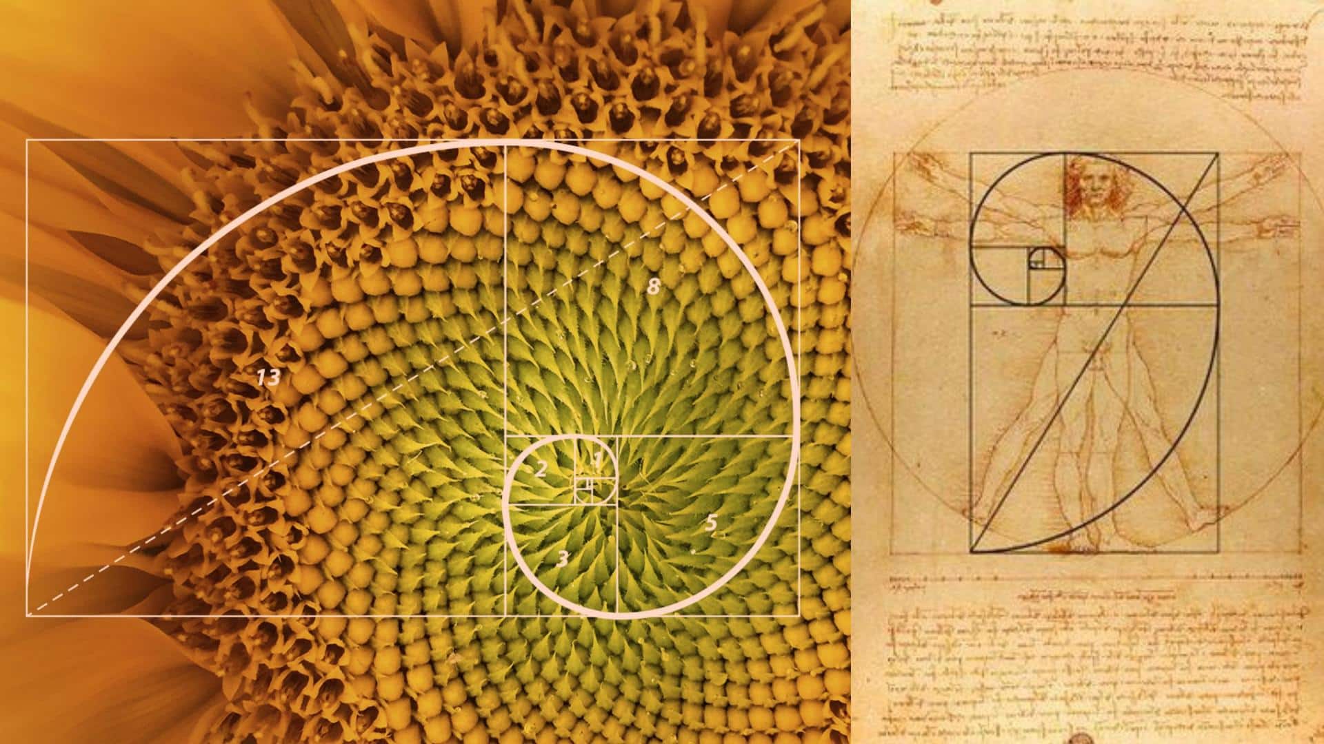 International Mathematics Day: Exploring Fibonacci sequence in nature and art