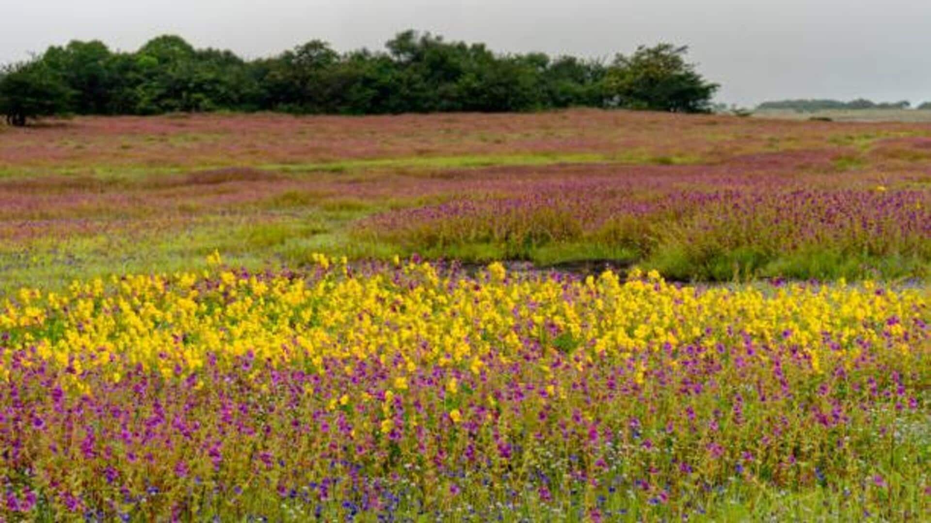 Kaas Plateau in Maharashtra: A paradise for nature lovers