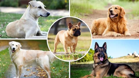 A 'pawesome' year-ender: The most talked-about dog breeds in 2023