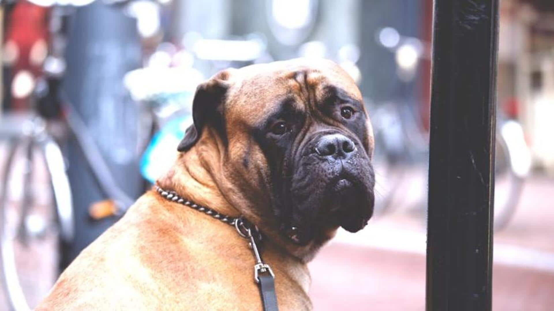 Mastiff gentle giant care guide