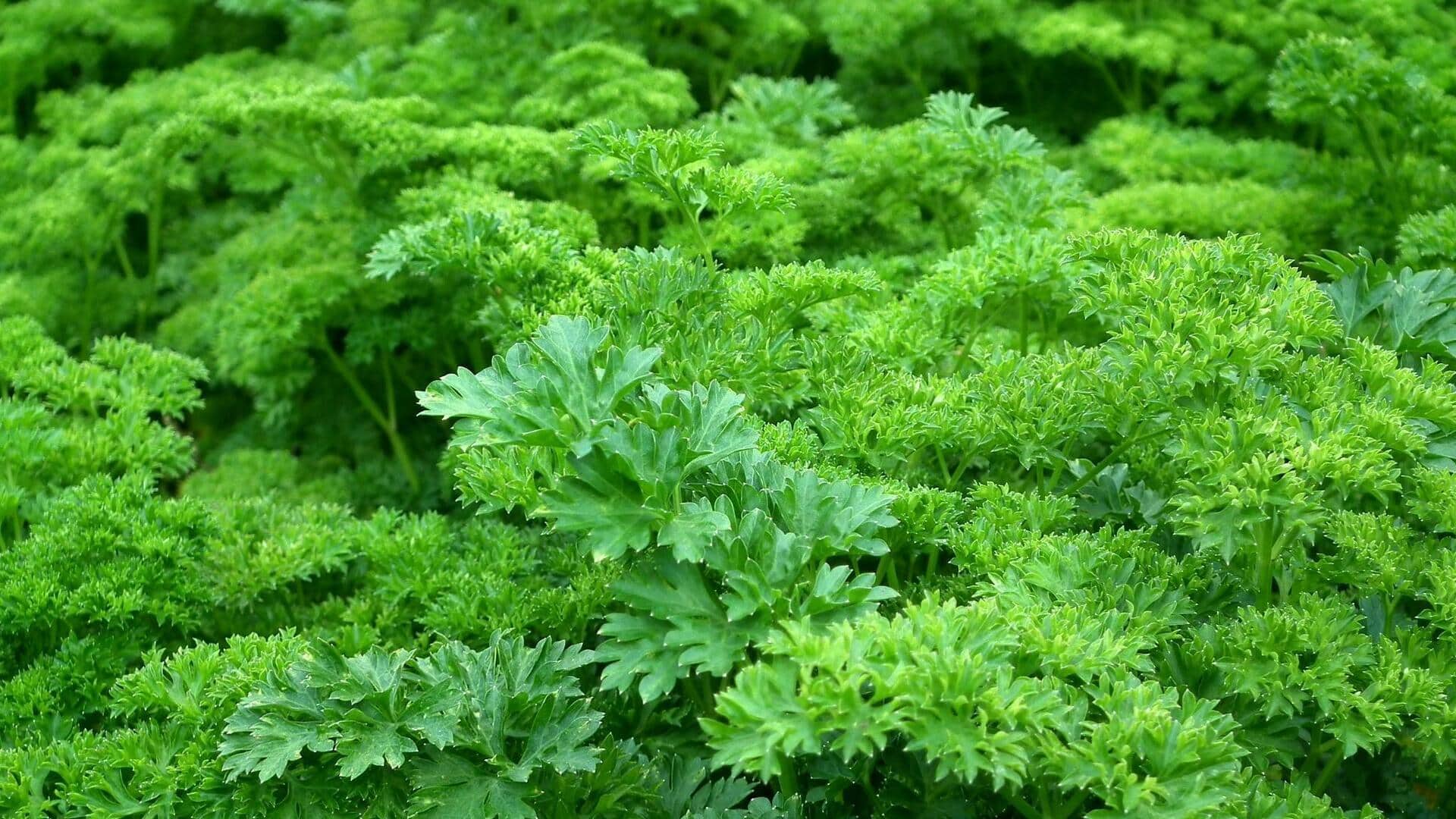5 ways parsley can transform your health naturally