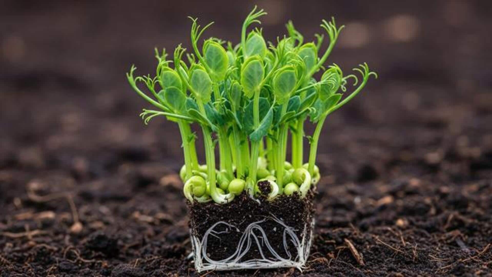 How to grow pea shoots indoors