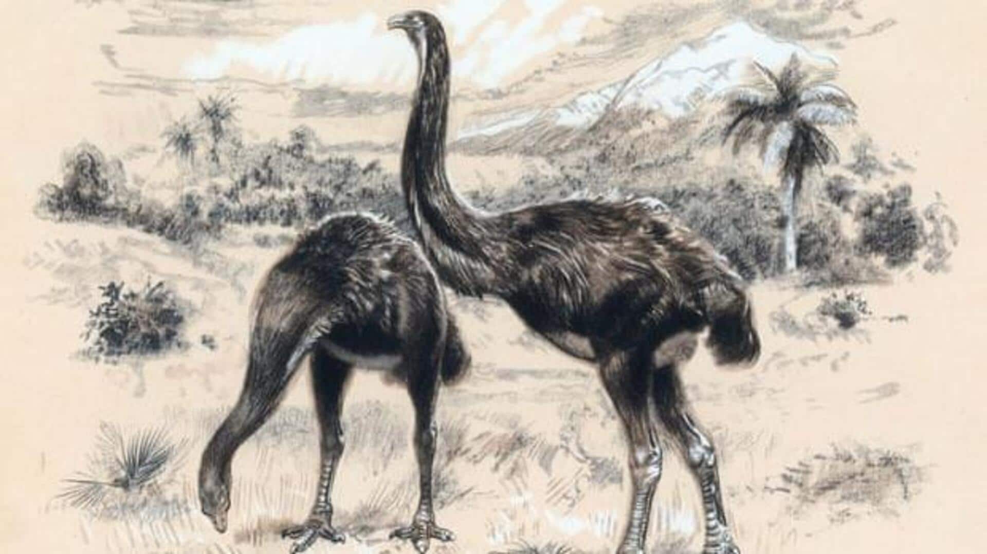 This company is making artificial eggs to resurrect extinct birds