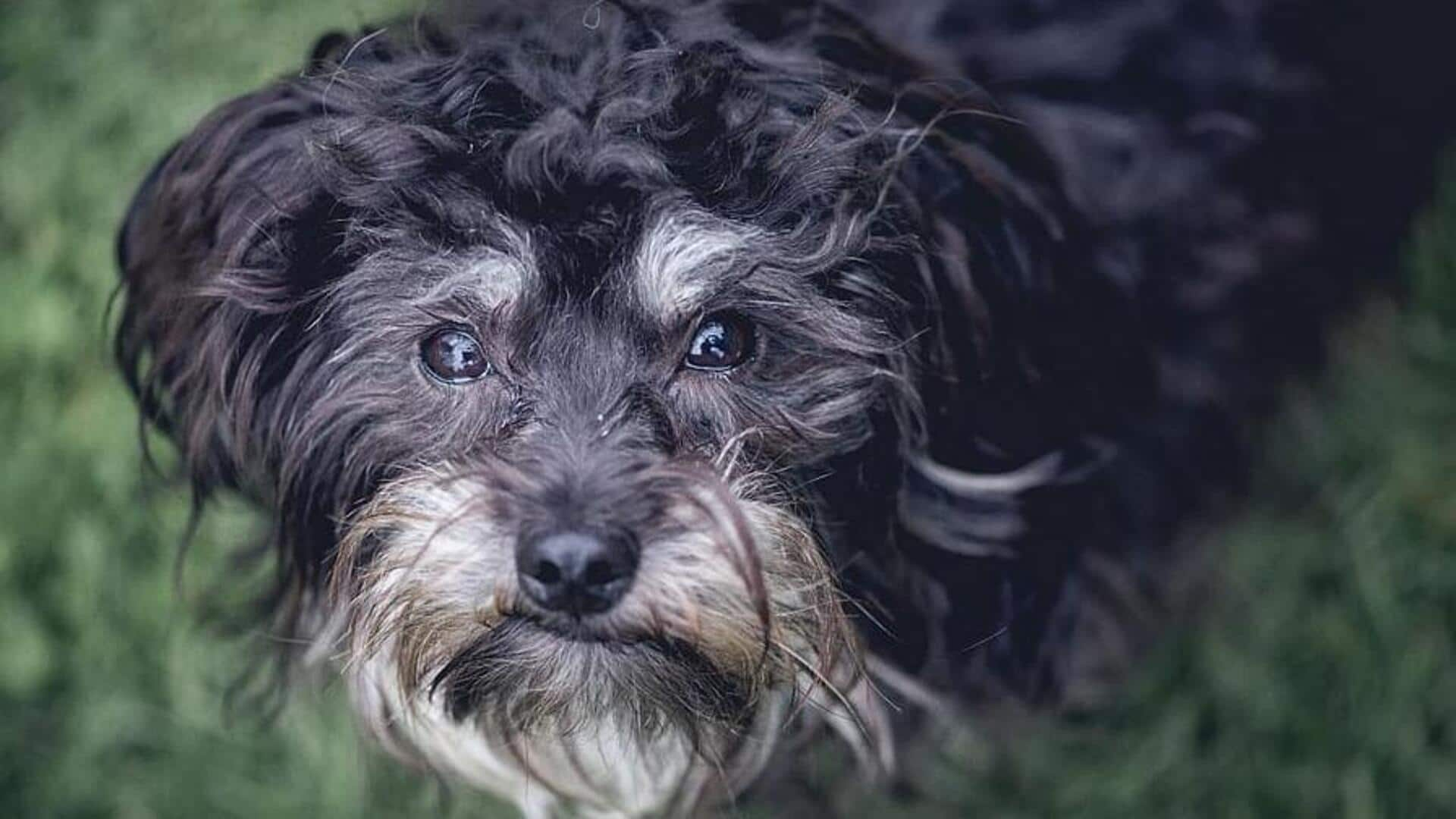 How to take care of your Affenpinscher's dental health