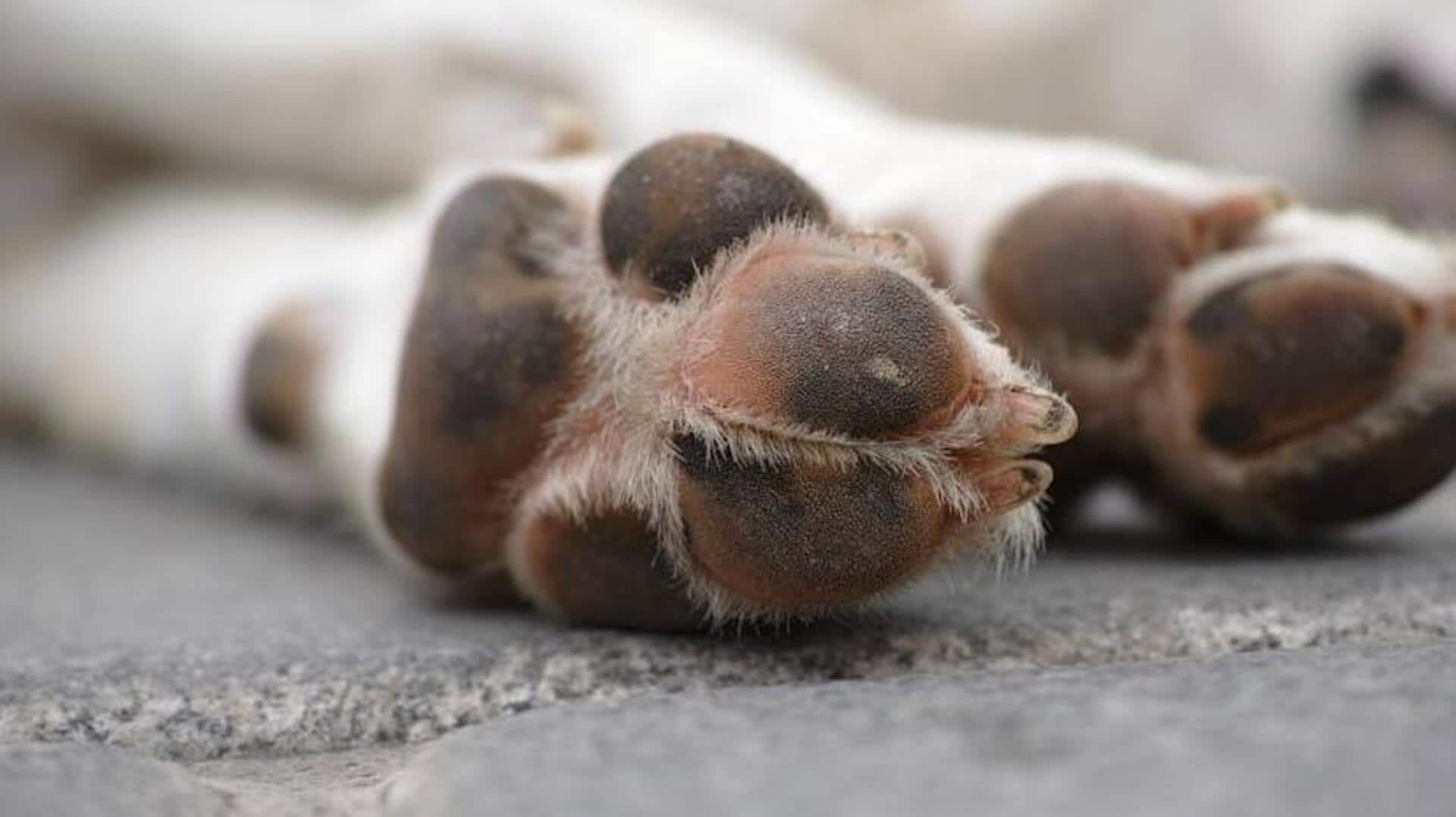 Natural remedies to care for your dog's paw pads Natural remedies to care for your dog's paw pads