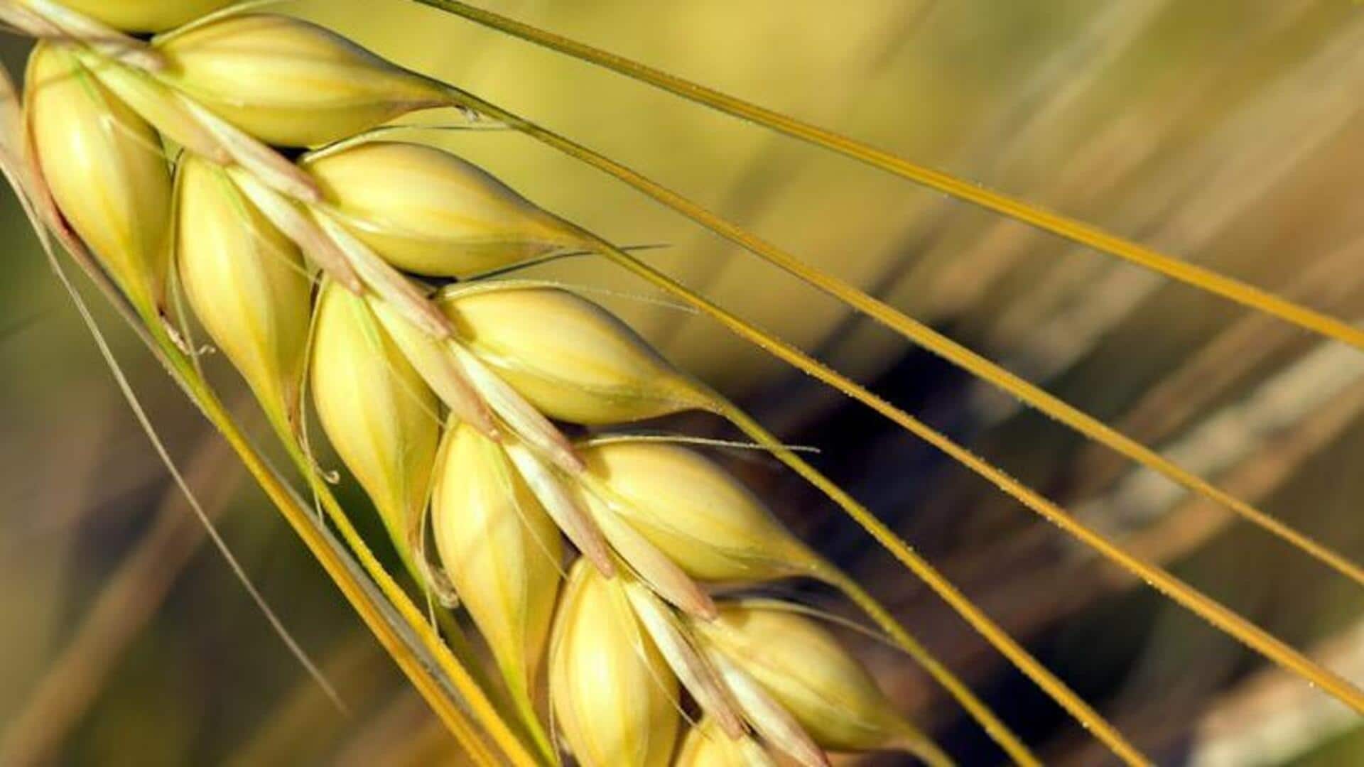 Barley benefits: 5 reasons to add it to your diet Barley benefits: 5 reasons to add it to your diet