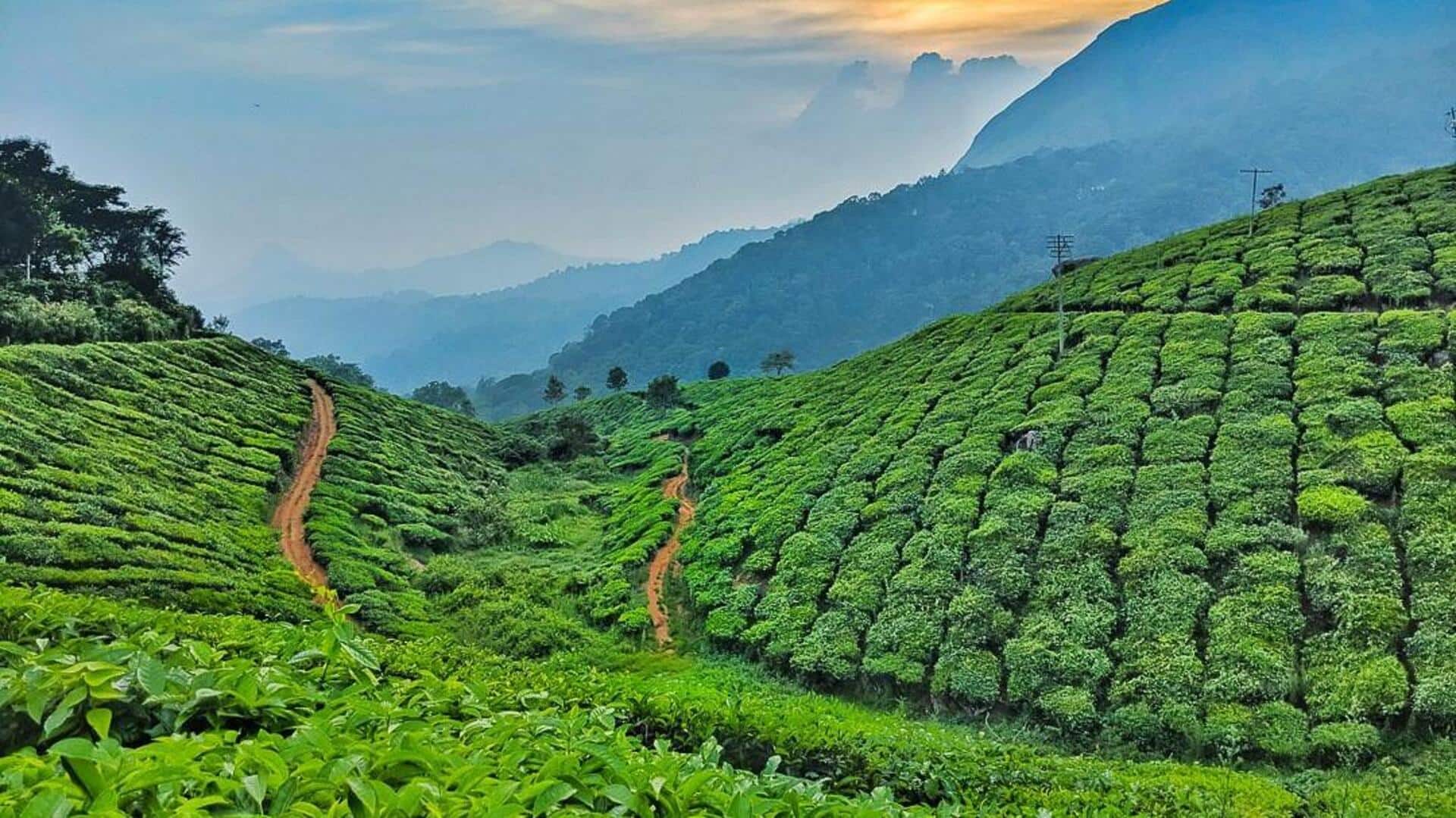 Himachal Pradesh's secret tea gardens: A list