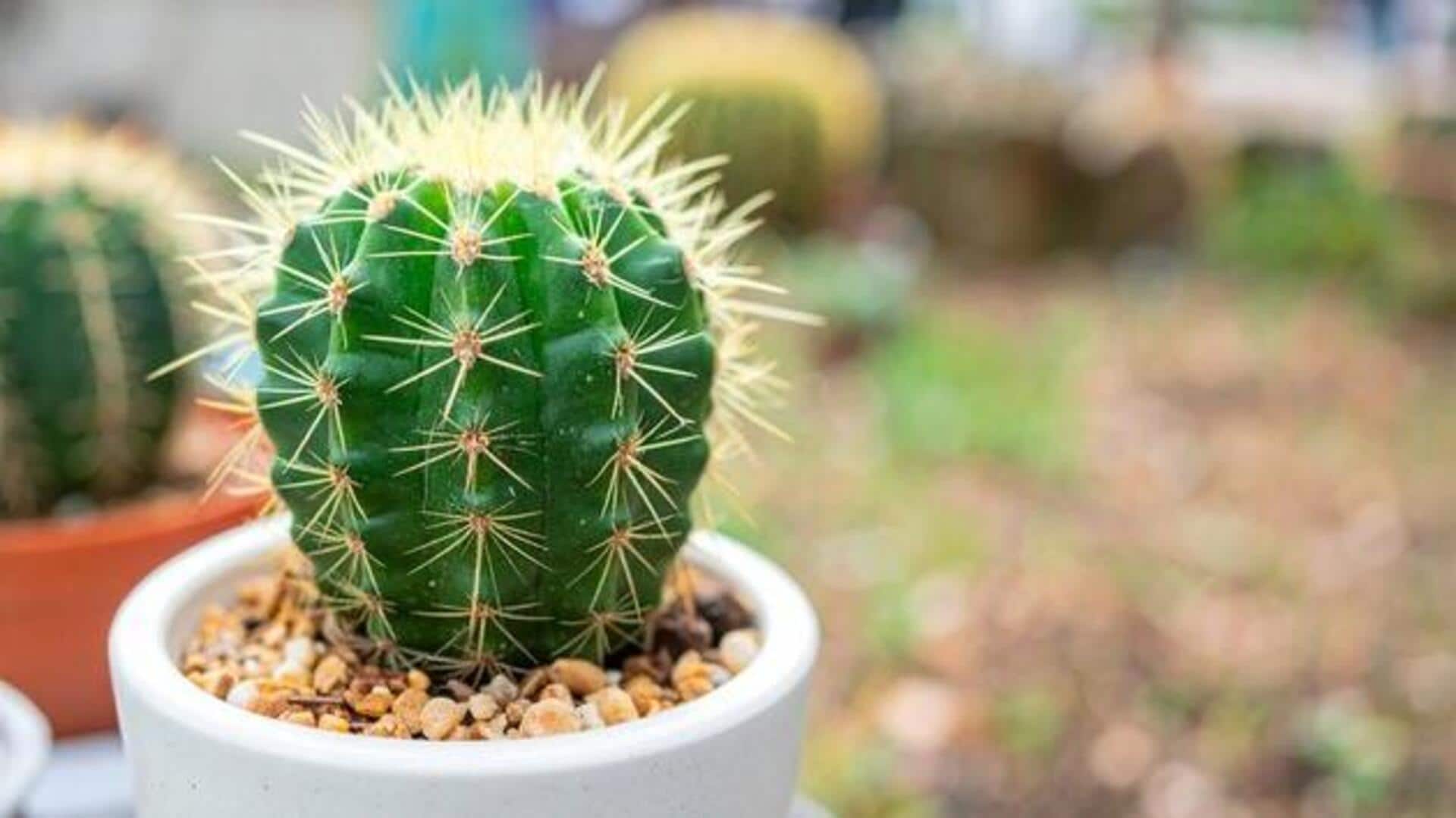 How to tell if your cactus is dying 