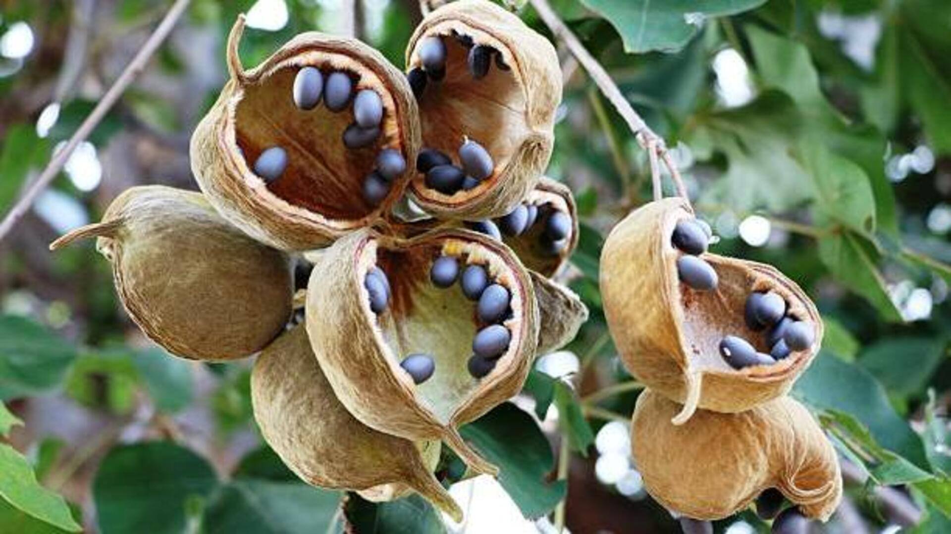 How to make jewelry from baobab pods